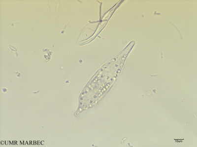 phyto/Scattered_Islands/iles_glorieuses/SIREME May 2016/Licmosphenia albertmannii (SIREME-Glorieuses2016-LYS 1-141116-photo12-2)(copy)_thumb.jpg